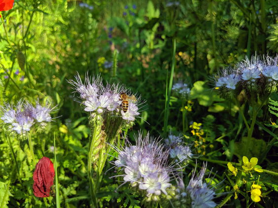 Biene auf Phacelia-Blume